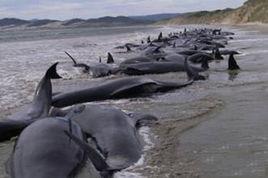鯨魚集體自殺