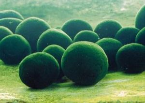 點形粘球藻