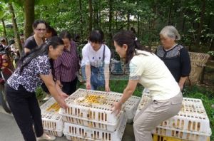 壹基金成都震區貧困母親愛心互助養殖項目