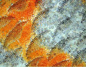 魚鱗在參加以色列獸醫協會實踐時，獸醫哈維·薩爾法拍攝到了一條七彩神仙魚的魚鱗。這幅圖是在20倍顯微鏡下拍攝的，可以看到魚鱗的美麗結構和顏色。