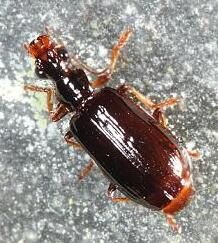 馬來寬鍔步甲 馬來寬鍔步甲