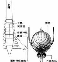 急性細菌性膀胱炎