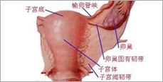 生殖道腫瘤