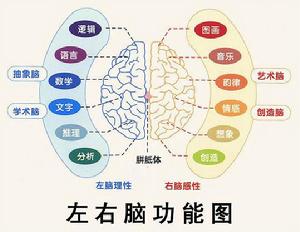 右腦開發[教育學用語]