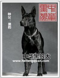 黑狼犬