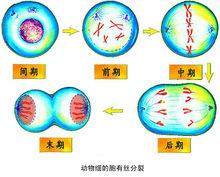 細胞有絲分裂過程