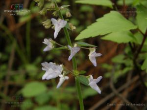 側花香茶菜