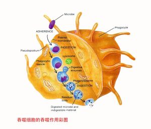 吞噬細胞的吞噬作用