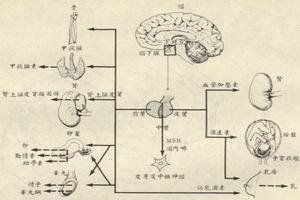 男性青春期發育延遲