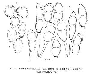 二孔柄鏽菌