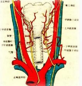 甲狀腺