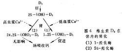 鈣磷代謝