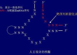 RNA加工修飾