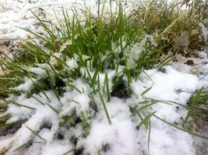 八月飛雪