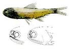 金鼻眶燈魚