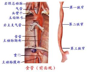 先天性短食管