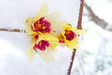 耦園雪景高清組圖