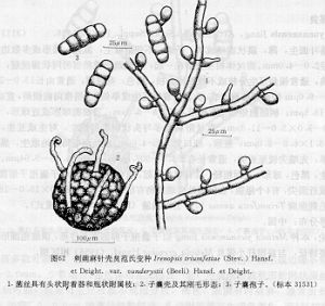 刺蒴麻針殼炱范氏變