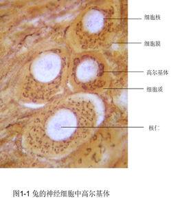 神經節細胞