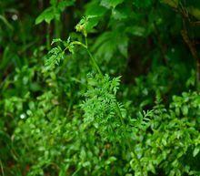 全葉山芹[植物]