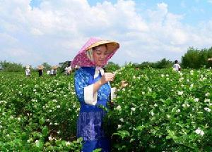 湴塘村[廣西南寧市橫縣那陽鎮下轄村]