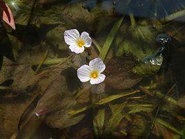 海菜花