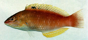 西氏擬隆頭魚