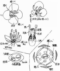 雄器