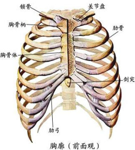 胸骨柄