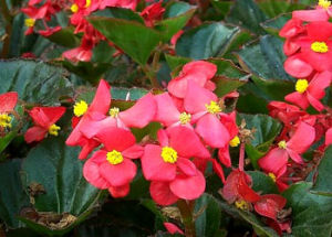 Bedding begonia