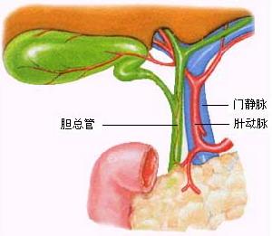 先天性膽道閉鎖