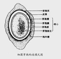 細菌芽孢