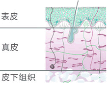 寸草心膠原蛋白