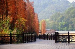 大夫山森林公園