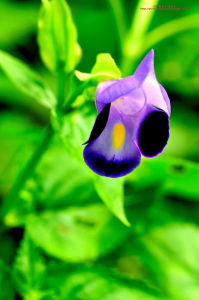 紫萼蝴蝶草