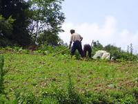 村民勞動場景