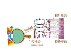 電腦視疲勞綜合症