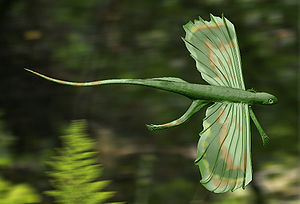 依卡洛蜥（學名：Icarosaurus）是已滅絕雙孔亞綱爬行動物的一屬，化石發現於新澤西州的Lockatong組，年代為三疊紀晚期。依卡洛蜥的第一個標本是在1960年代發現於新澤西州。依卡洛蜥是蜥蜴與喙頭蜥的近親，從頭到臀部長度約10厘米。化石只缺少部分尾巴、一些肋骨、手部、以及部分腿部。如同其近親孔耐蜥，依卡洛蜥可藉用高度延展肋骨與皮膚所構成的翼，以短距離滑翔[1]。這種滑翔方式可見於空尾蜥與現代的飛蜥，兩者都與依卡洛蜥沒有接近親緣關係。 大眾文化依卡洛蜥出現在《恐龍紀元》（When Dinosaurs Roamed America）電視節目裡，利用滑翔來躲避腔骨龍。依卡洛蜥化石時期： 晚三疊紀 PreЄЄOSDCPTJKPgN  保護狀況 化石 科學分類 界： 動物界 Animalia 門： 脊索動物門 Chordates 綱： 蜥形綱 Sauropsida 目： 始蜥目 Lacertilia 科： 孔耐蜥科 Kuehneosauridae 屬： 依卡洛蜥屬 IcarosaurusColbert, 1966  種 依卡洛蜥 I. siefkeri