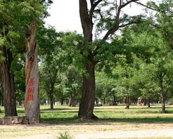 萬樹園