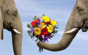 大象浪漫密語