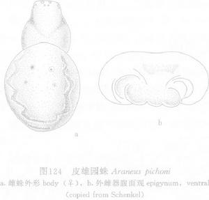 皮雄園蛛