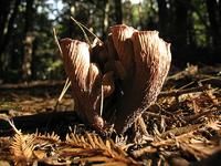 烏茸菌曾被認為是極端的棒狀釘菇