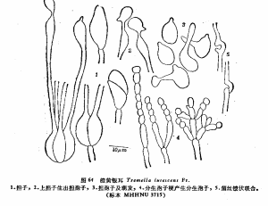 橙黃銀耳