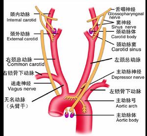 無名動脈的位置