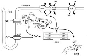 興奮-收縮耦聯