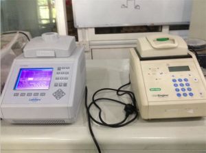 PCR擴增儀    