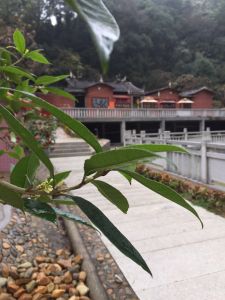 永春白馬寺