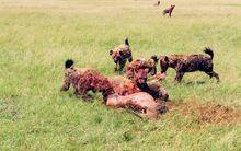 鬣狗在啃食一隻大羚羊
