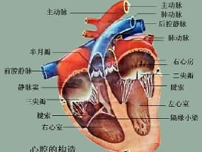 瓣膜病