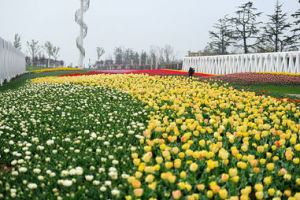 湖濱公園插花藝術展